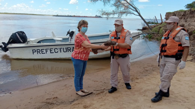 Encontraron fósiles en el Río Paraná