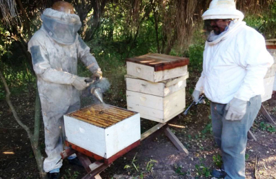 Destacan el impulso dado a la miel orgánica y el lugar que ocupa Chaco