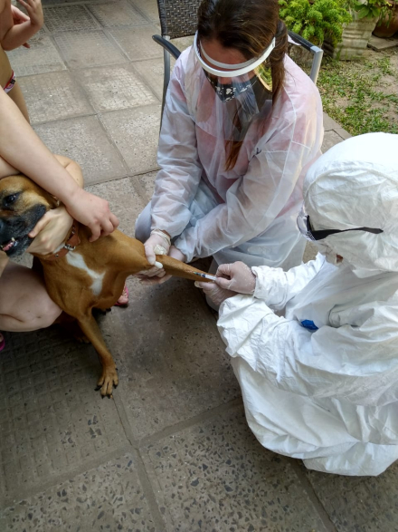 perrito.jpeg