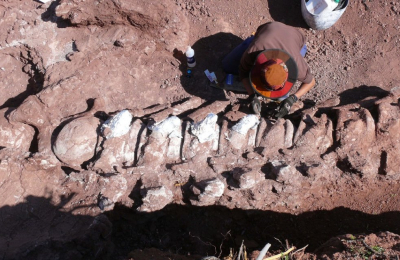 Revelan más detalles de los restos de tiranosaurio hallados en Neuquén