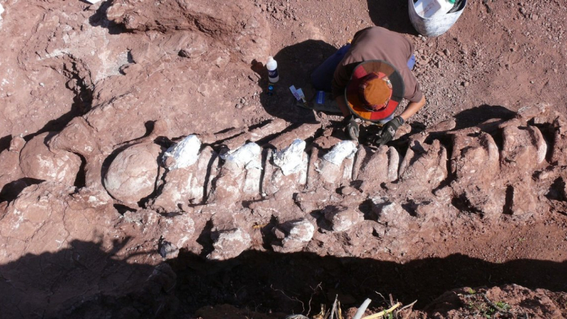 Revelan más detalles de los restos de tiranosaurio hallados en Neuquén