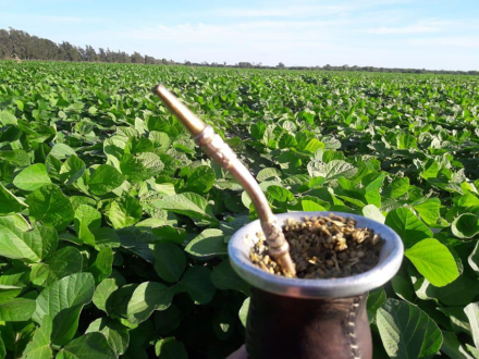 mate-y-soja.jpg