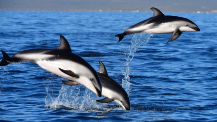delfines.jpg