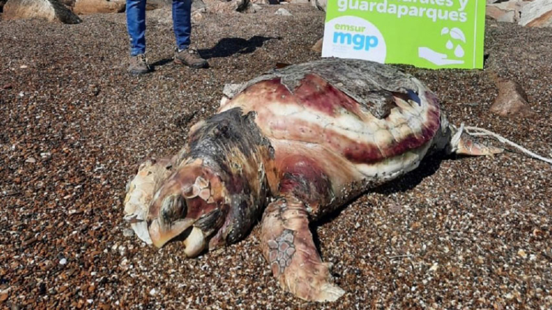 Encontraron una tortuga marina de 90 kilos muerta en una playa argentina