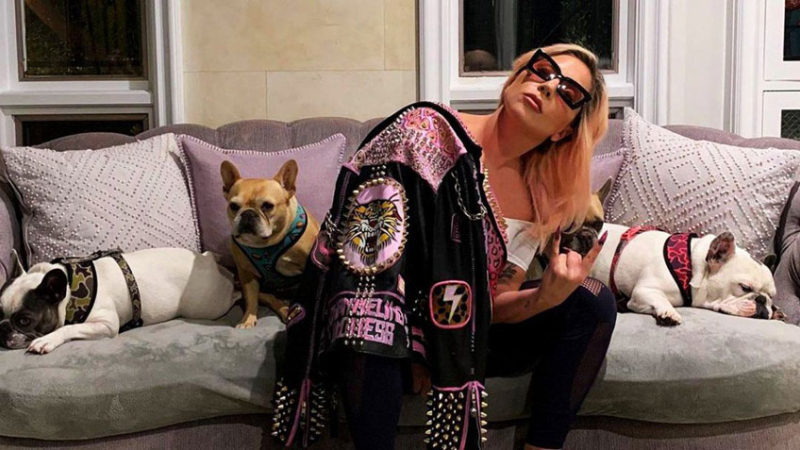 Lady Gaga recuperó sus perros que le habían robado