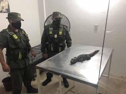caiman2.jpg
