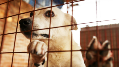 Huellas Caninas necesita sostener un nuevo refugio