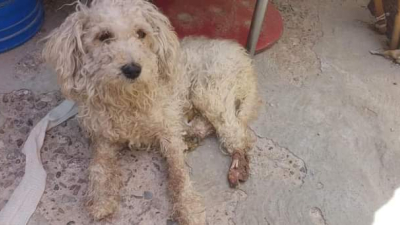 Piden ayuda para operar a un perro rescatado