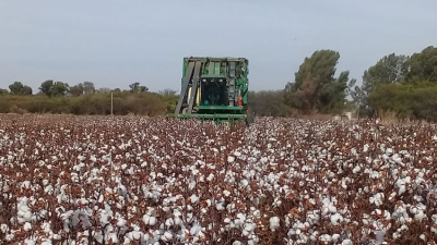 Con el agua disponible, el agricultor decide entre trigo y girasol