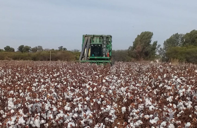 Con el agua disponible, el agricultor decide entre trigo y girasol