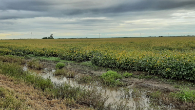 Soja: la lluvia frenó la cosecha en el sudoeste y se mantiene en suspenso el rendimiento