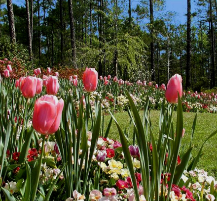 tulipanes3.jpg