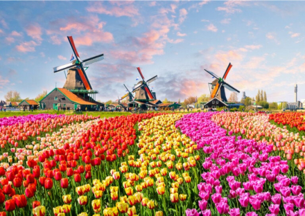tulipanes02.jpg