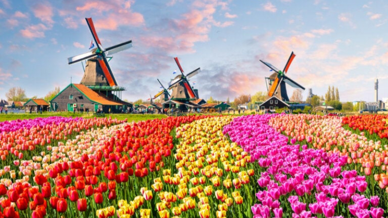 Millones de tulipanes holandeses vuelven a florecer, en un espectáculo que pocos podrán ver