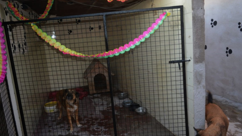 Huellas Caninas inauguró un albergue propio