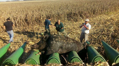 Cosechaban maíz y se les cruzó un enorme jabalí de 270 kilos