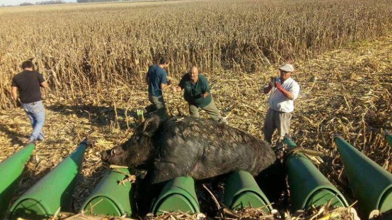 Cosechaban maíz y se les cruzó un enorme jabalí de 270 kilos