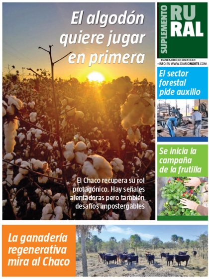 El algodón quiere jugar en primera