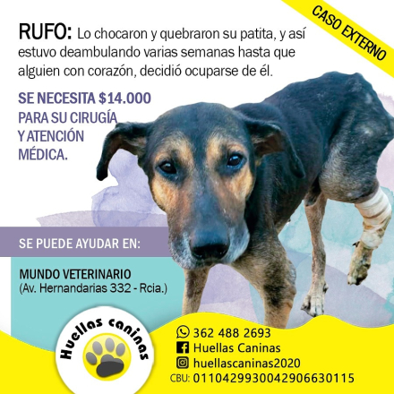 perro rufo 2.jfif