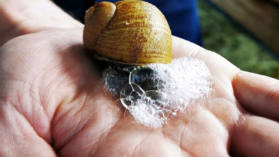 ¿Te lavarías con jabón de baba de caracol?