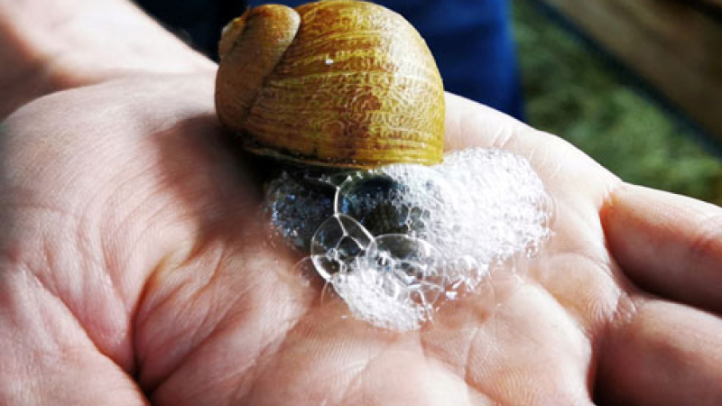 ¿Te lavarías con jabón de baba de caracol?