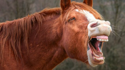 El hombre que curaba a los caballos