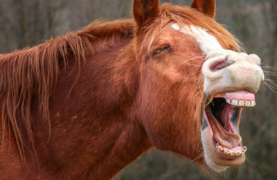 El hombre que curaba a los caballos