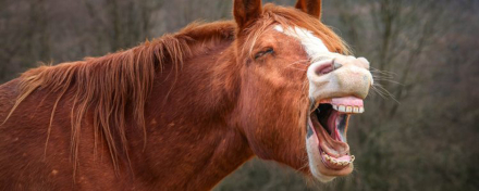 caballo-relinchando.jpg