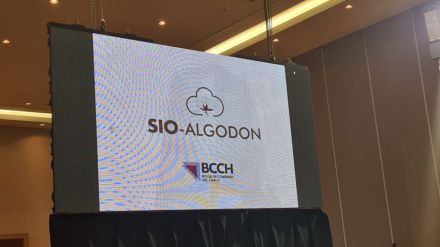 Sio-Algodon-BCCh.jpg