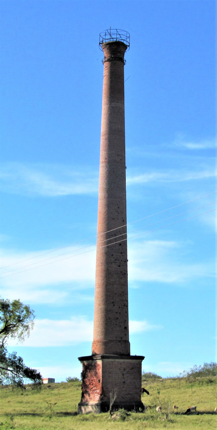 Tanino Z 2.JPG