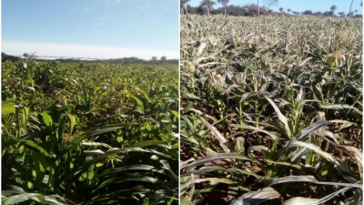 Fuertes heladas en zonas agrícolas de Brasil y Paraguay