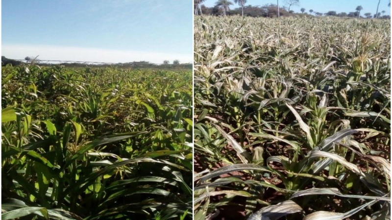 Fuertes heladas en zonas agrícolas de Brasil y Paraguay