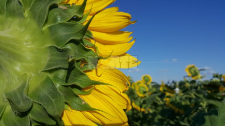 58girasol.jpg
