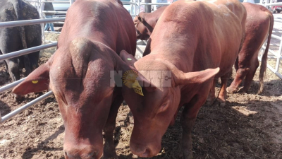 8° remate de Cabañas Chaqueñas en Agronea