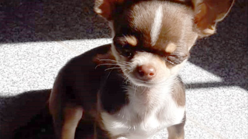 Ofrecen recompensa por recuperar Olivia