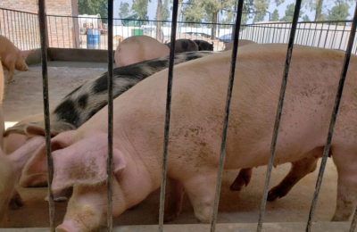 Cómo es el acuerdo para desarrollar una cuenca porcina y qué falta aún