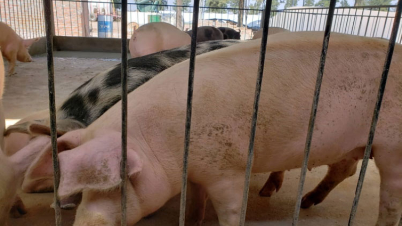 Cómo es el acuerdo para desarrollar una cuenca porcina y qué falta aún