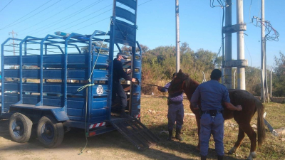 Retiraron animales sueltos en rutas del área metropolitana y el interior