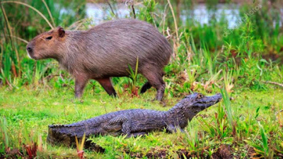 Buscan fomentar el Turismo Científico en los Esteros del Iberá