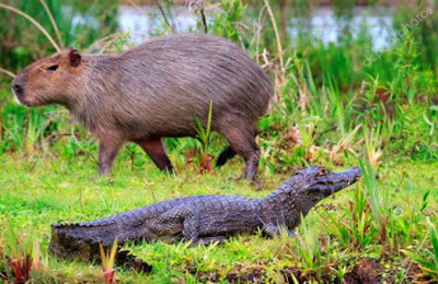 Buscan fomentar el Turismo Científico en los Esteros del Iberá