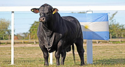 toro-para-el-catalogo.jpg