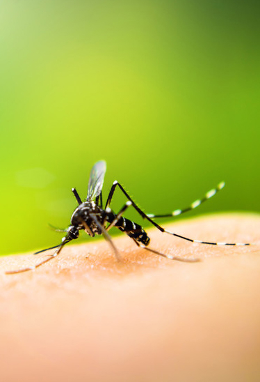 aedes3.jpg
