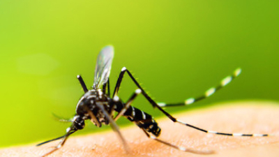 Dengue: se desaceleraron los contagios, pero los casos confirmados ascienden a 474