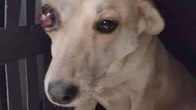 Solicitan colaboración para operar a una perrita