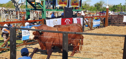 brahman.jpg