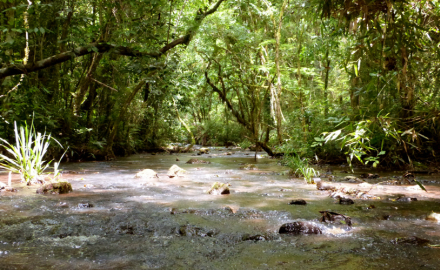 Reserva Natural Estricta San Antonio en Misiones02.jpg