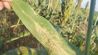 Otra vez, el pulgón amarillo asoma a los lotes de sorgo