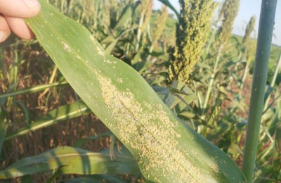 Otra vez, el pulgón amarillo asoma a los lotes de sorgo