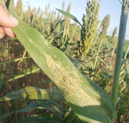 pulgon-del-sorgo.jpg copy