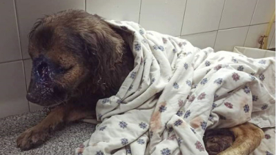 Oso necesita la solidaridad de la comunidad